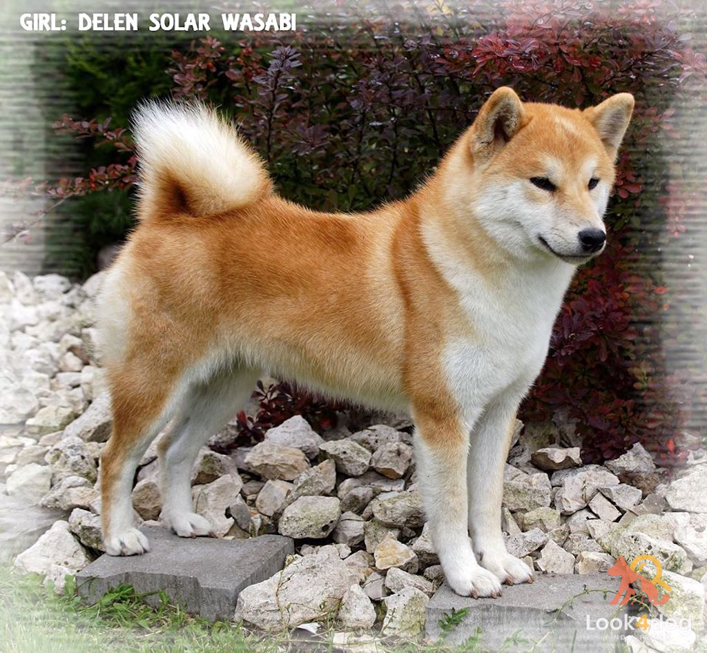 Shiba inu zdjęcie z hodowli Ritorusamurai FCI