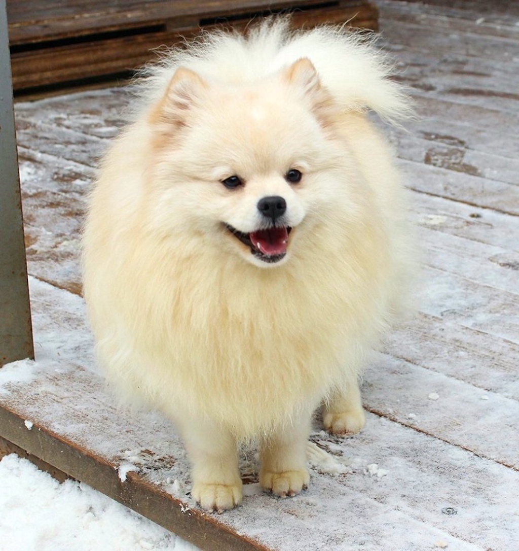 Szpic mały kolorowy klasyczny (Szpic niemiecki) - pielęgnacja