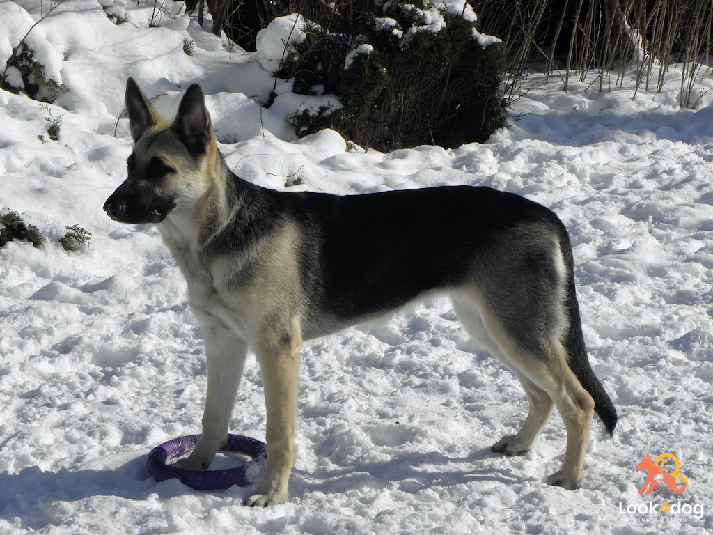 owczarek wschodnioeuropejski VEO z hodowli Familia Fidelis