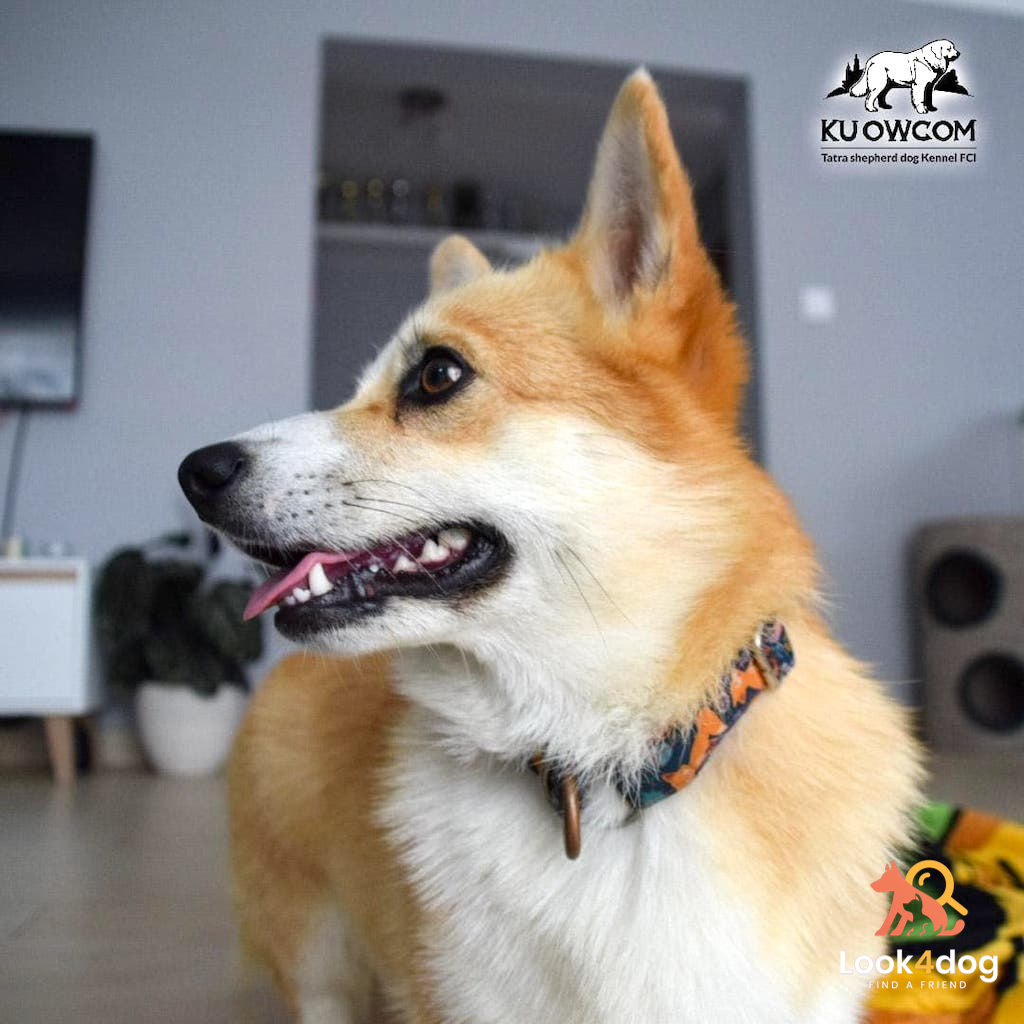 Welsh Corgi Pembroke pielęgnacja 