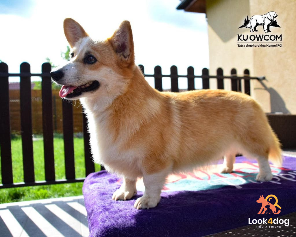 Welsh Corgi Pembroke charakter