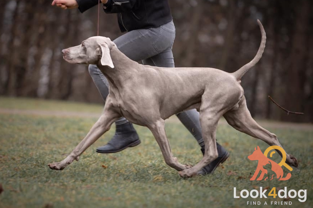 Wyżeł Weimarski Krótkowłosy zdjęcie z hodowli Loyal Point FCI