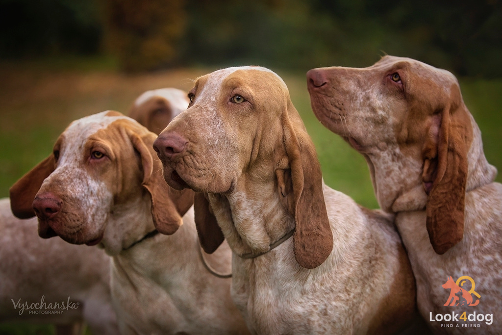 Wyżeł włoski krótkowłosy zdjęcie z hodowli Loyal Point FCI