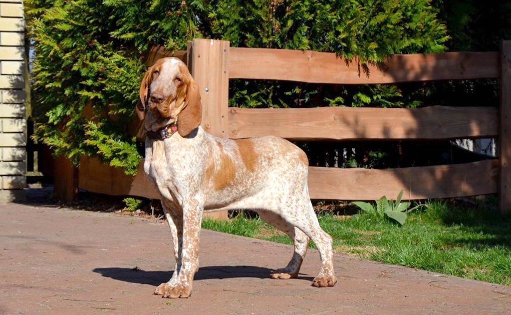 Wyżeł włoski krótkowłosy zdjęcie z hodowli Mon Tresor d'Amour FCI