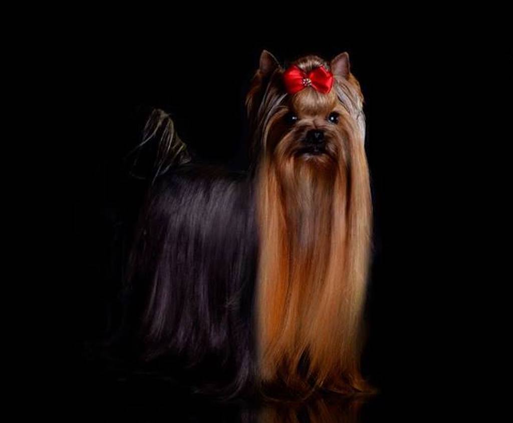 dostojny Yorkshire terrier z kokardką