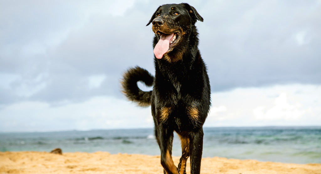 Piękny owczarek francuski Beauceron na plaży