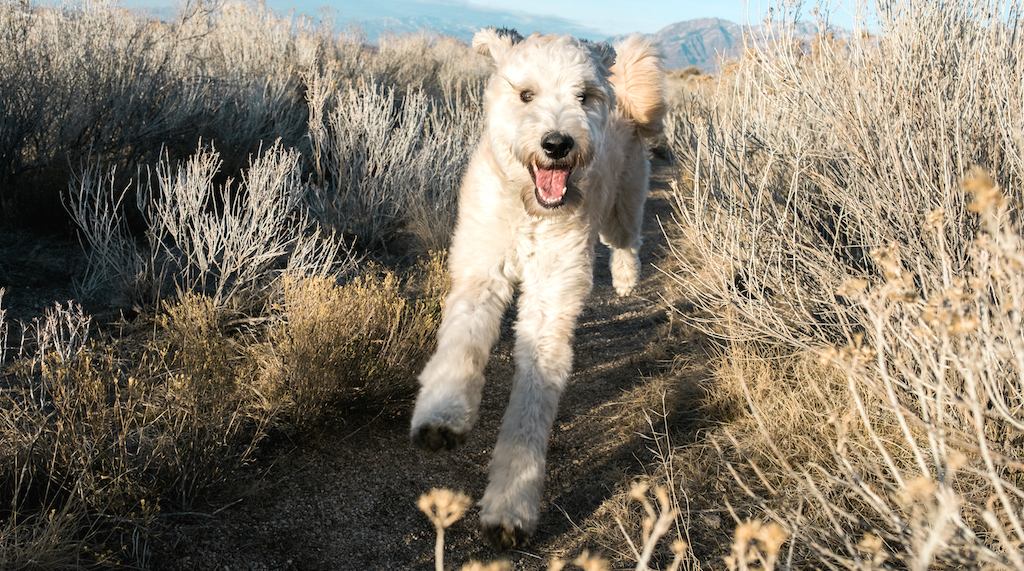 Wesoły biegnący Bouvier des Ardennes