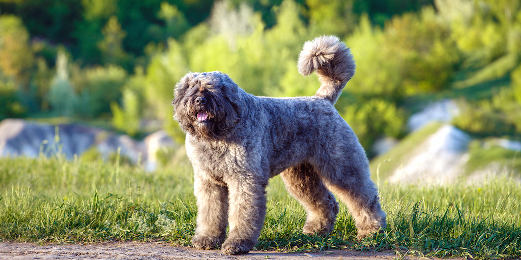 Piękny owczarek Bouvier des Flandres