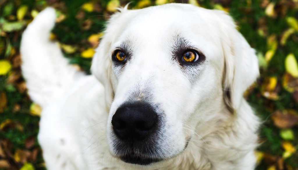 Piękny biały czuwacz słowacki w ogrodzie