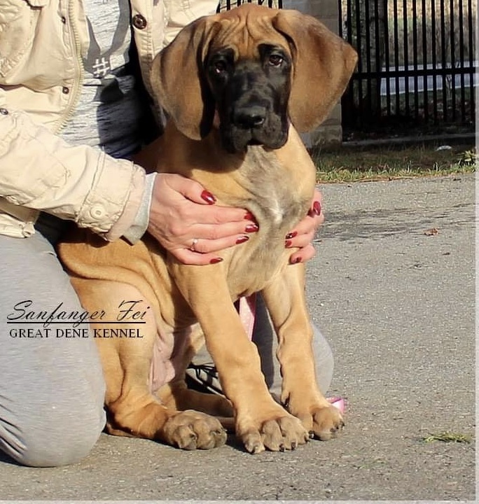 dog niemiecki - szczenięta