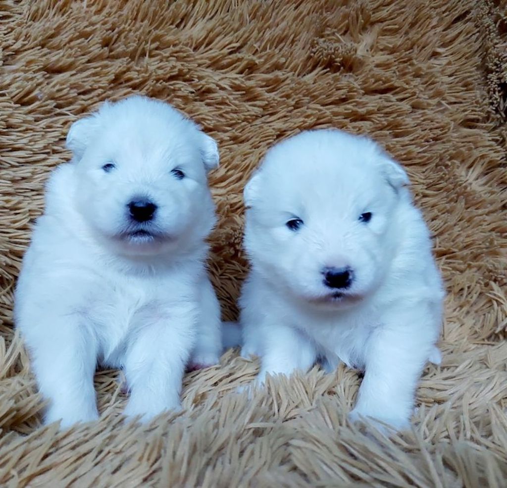 dostępne szczenięta