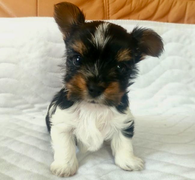 hodowla Biewer Yorkshire Terrier a'la Pom Pon