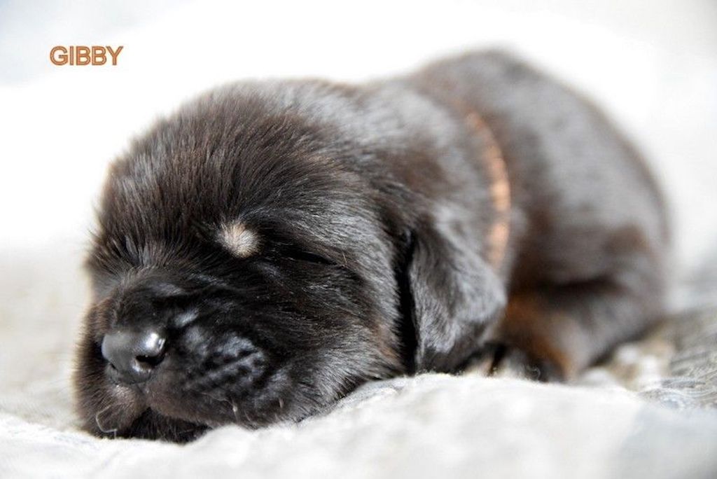 Hodowla mastif tybetański - szczeniaki