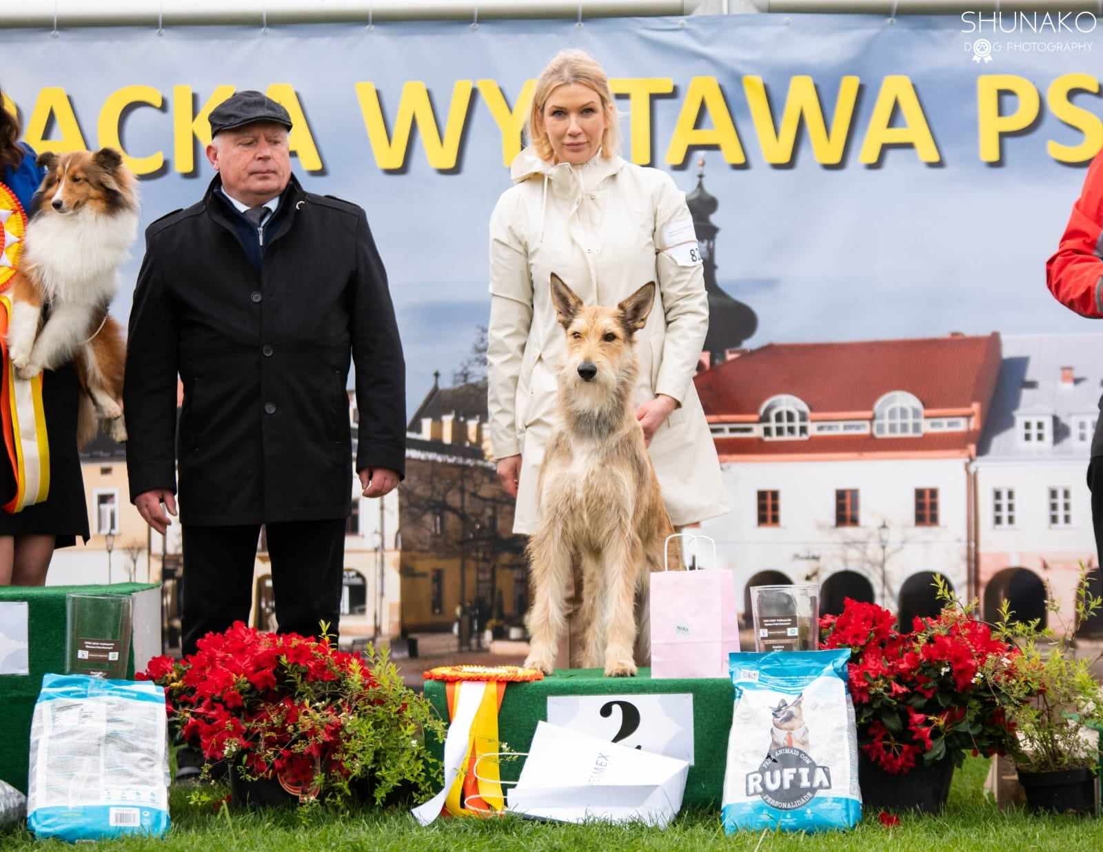 hodowle owczarek pikardyjski