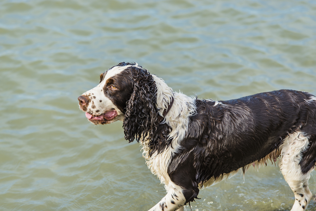Springer spaniel angielski - Look4dog.com