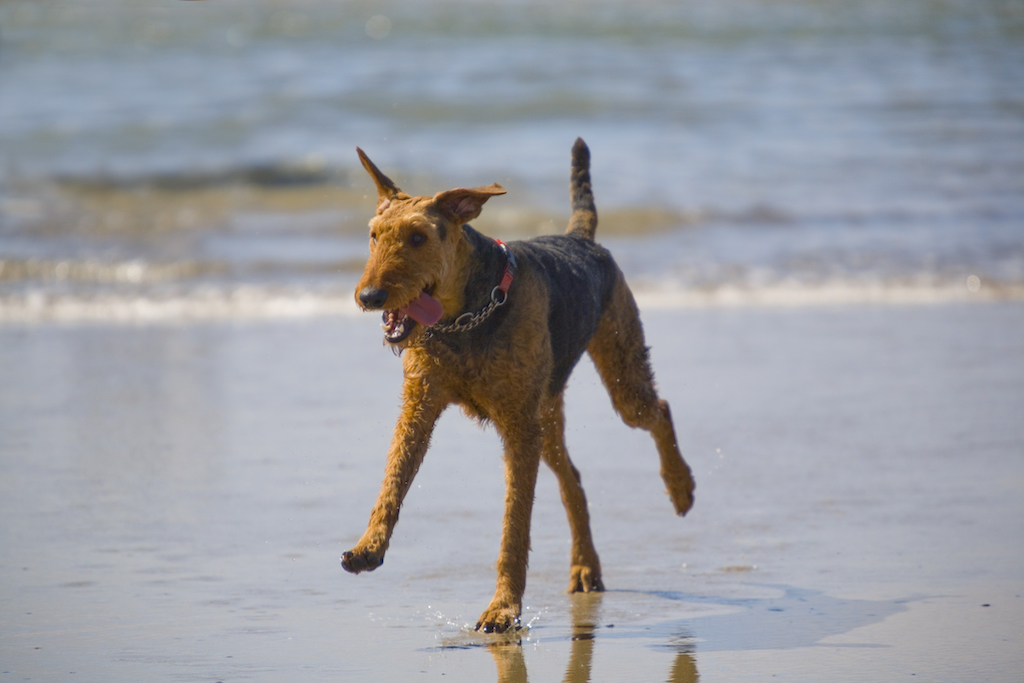 Airedale terrier - charakter