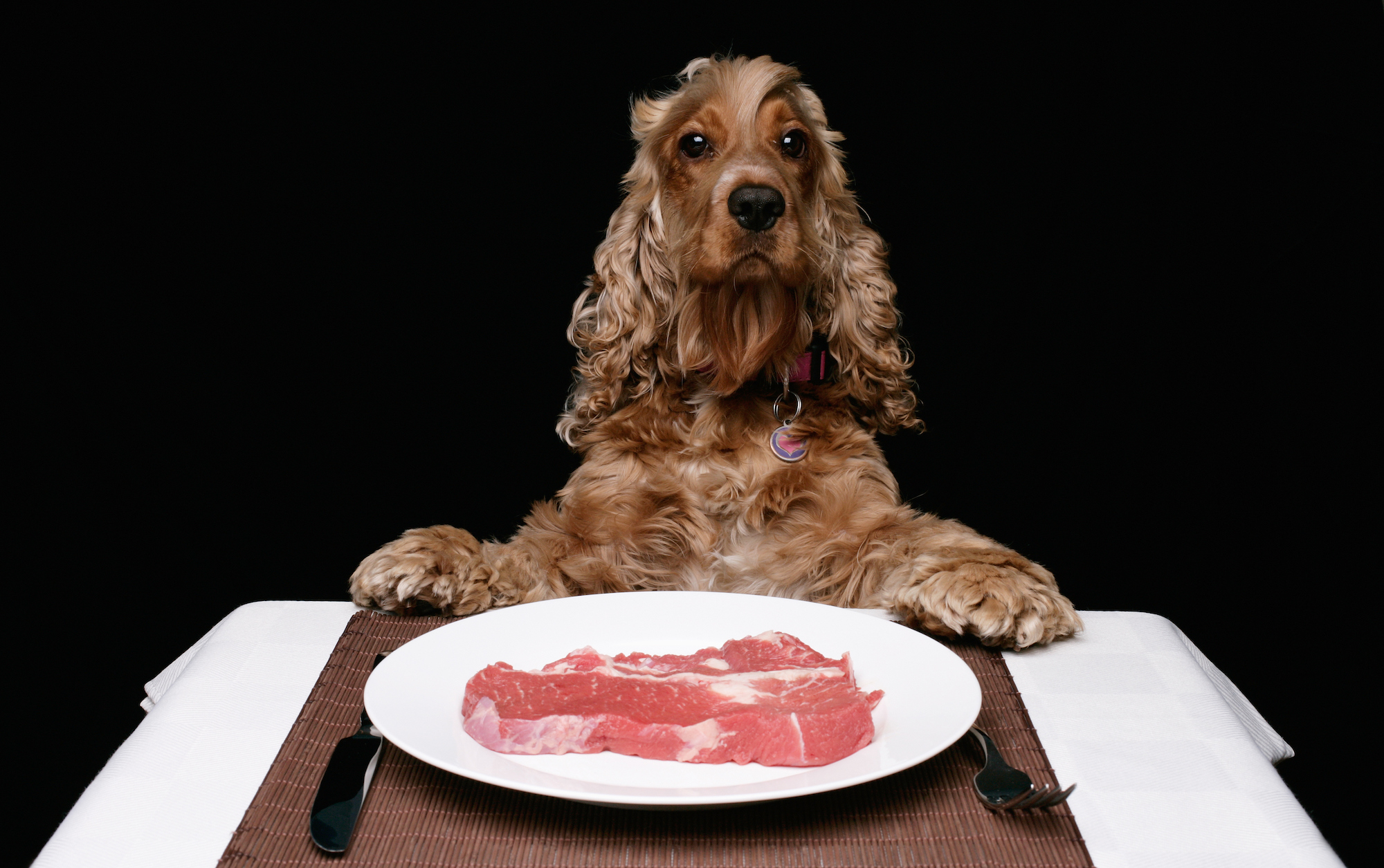 Żywienie psa, pies jedzenie