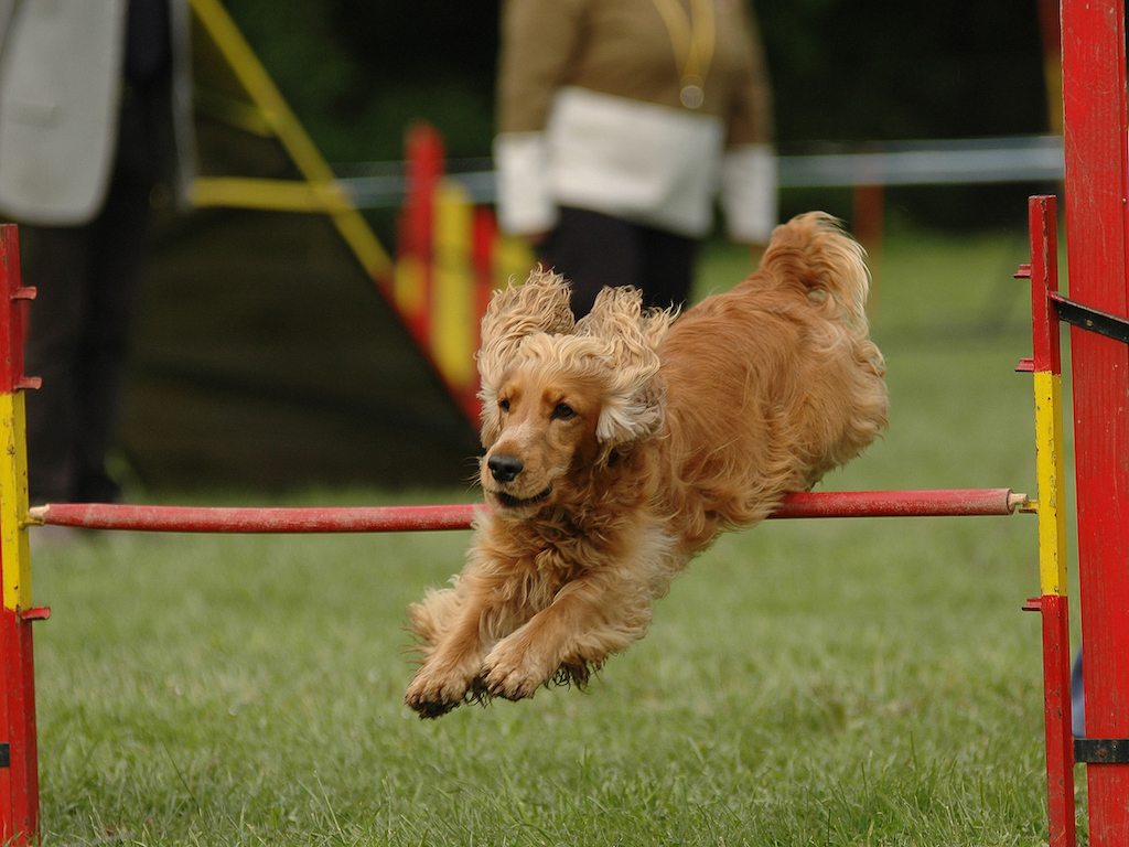 cocker spaniel angielski sport