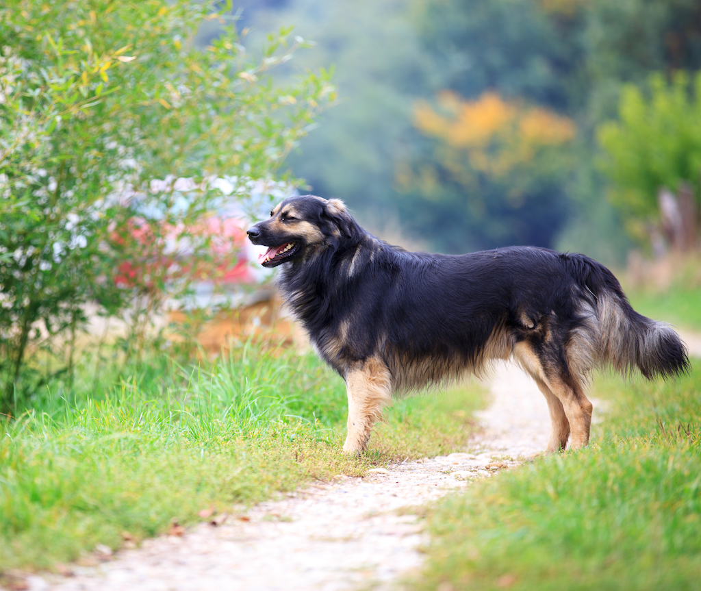 Owczarek z Krasu (Owczarek kraski) - charakter