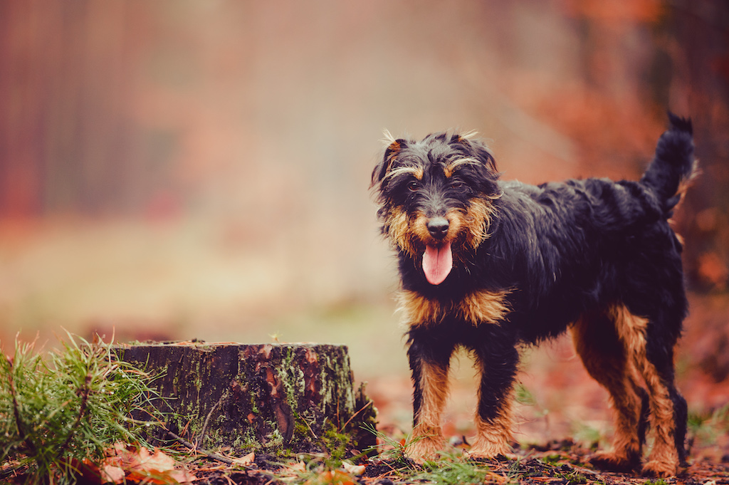 Niemiecki terier myśliwski