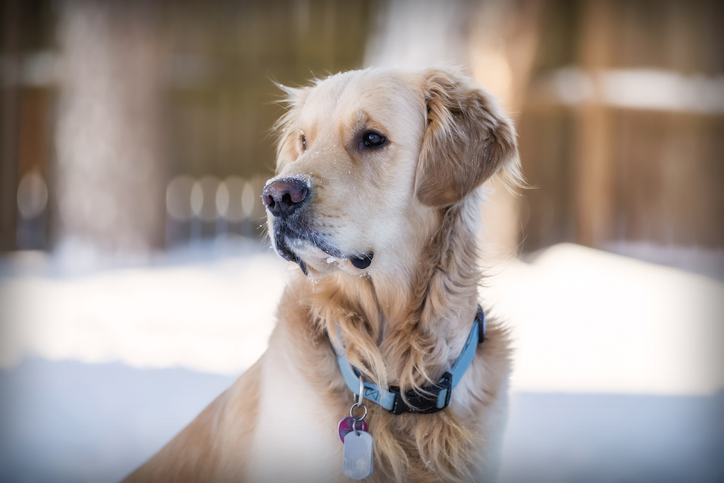 zdjecie golden retriever zima