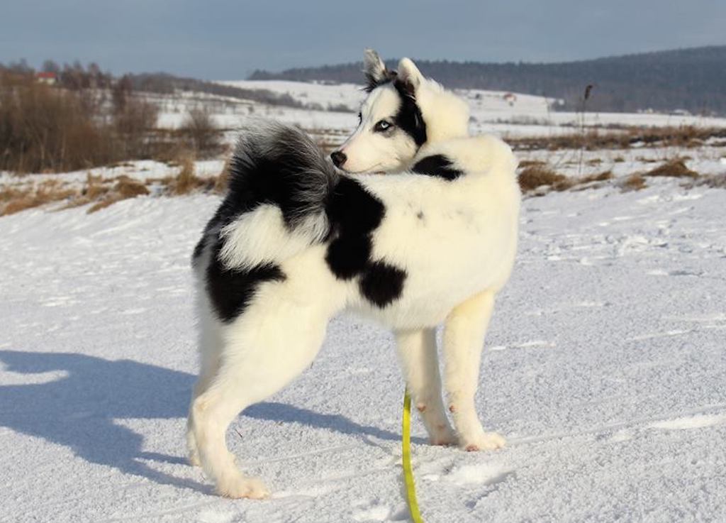 Łajka Jakucka - charakter