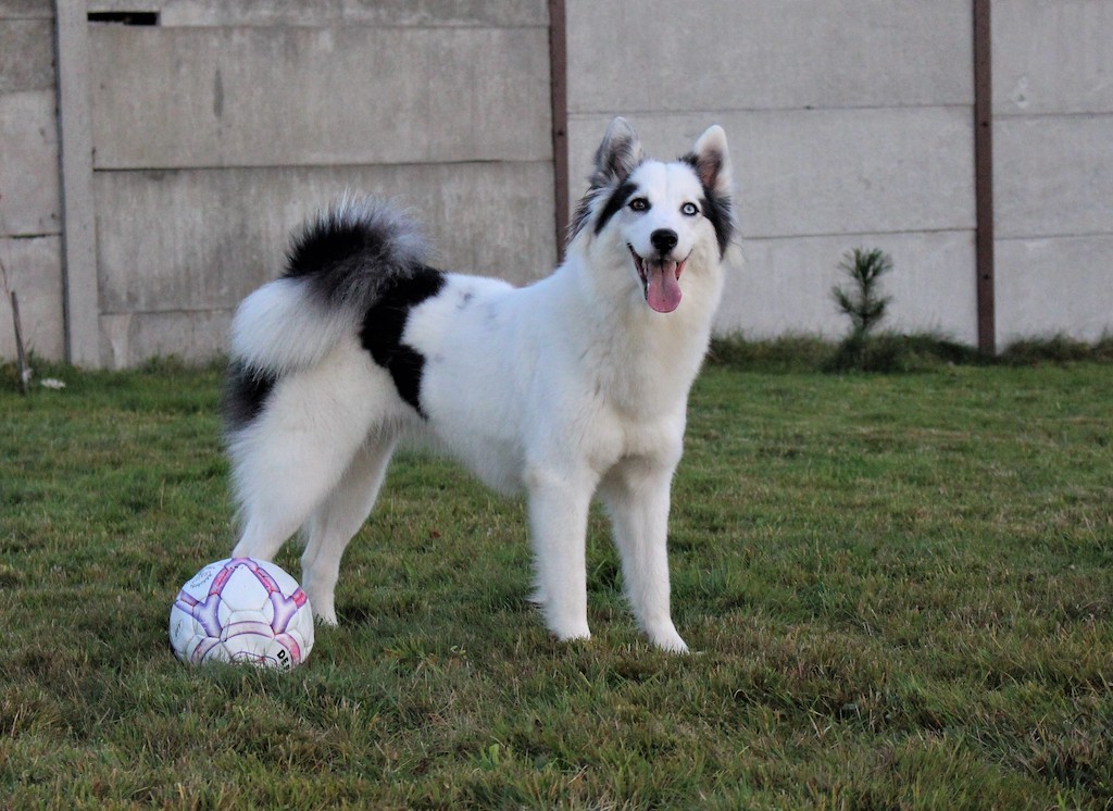 Łajka Jakucka - umaszczenie