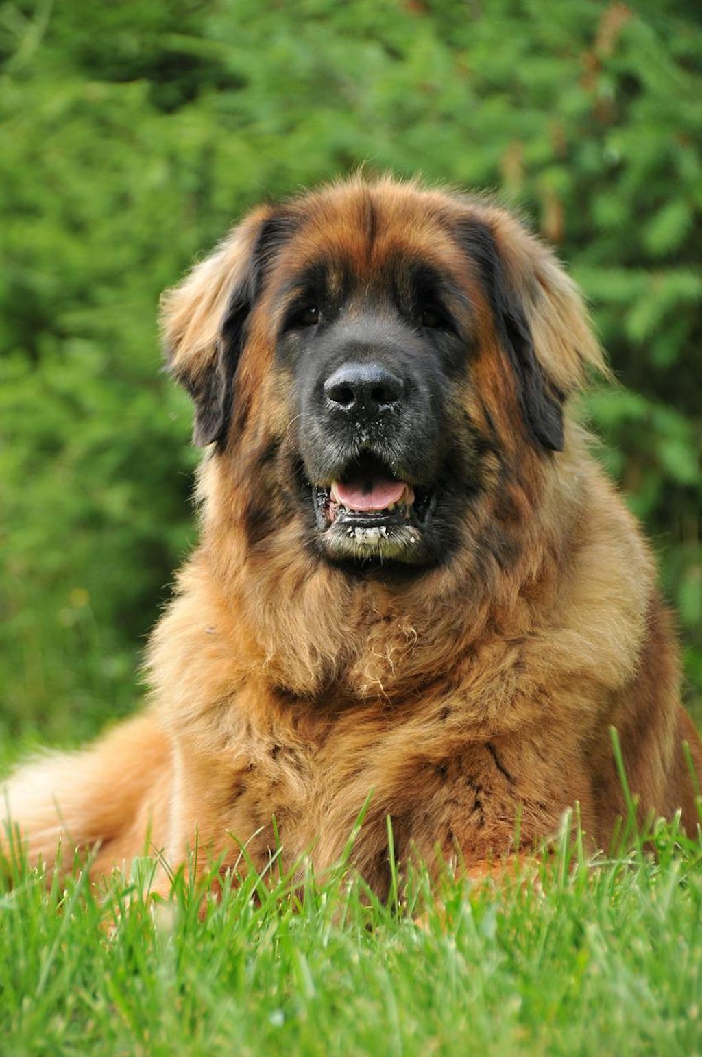 leonberger pies rasowy
