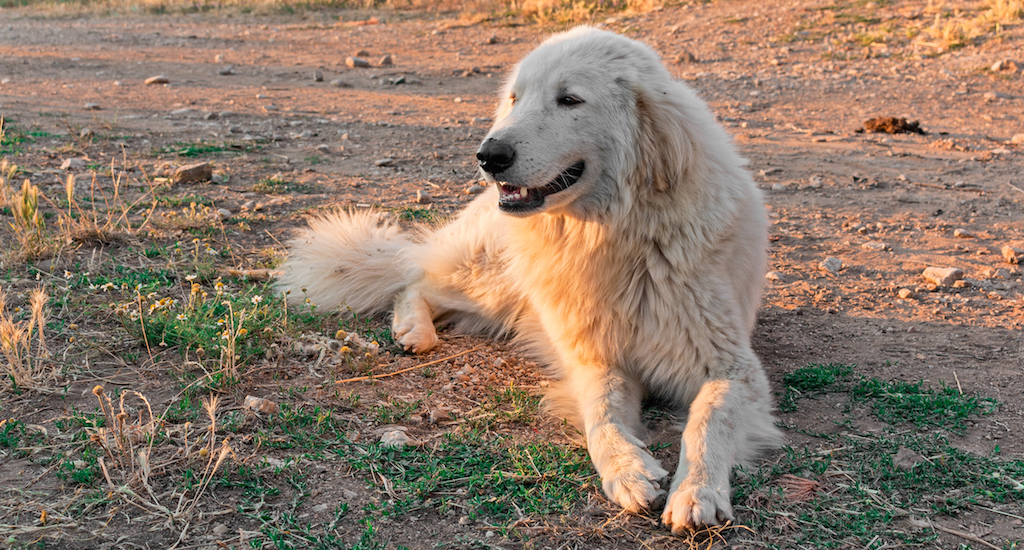 Owczarek Maremmano-Abruzzese