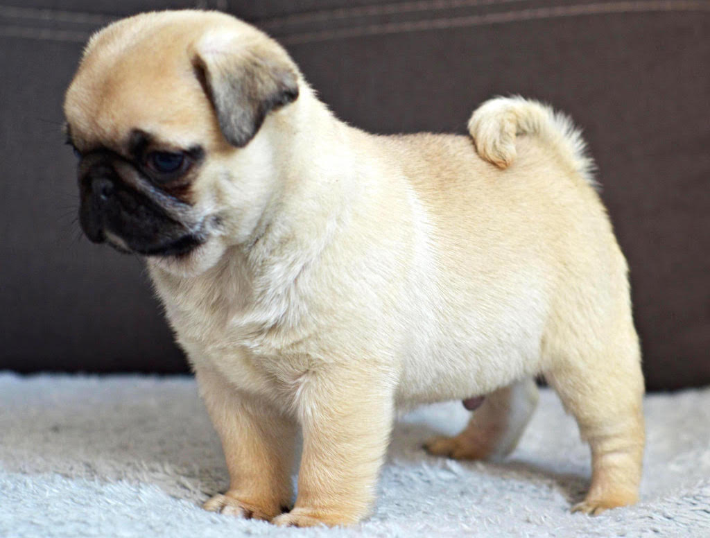 Mops gdzie kupić szczeniaka 🐕