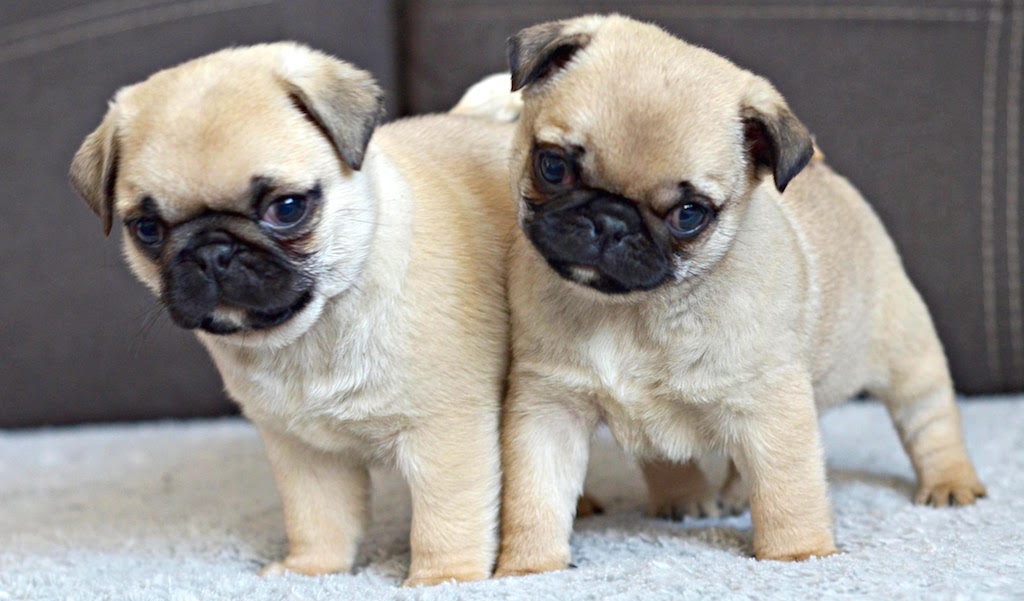 Mops gdzie kupić szczeniaka 🐕