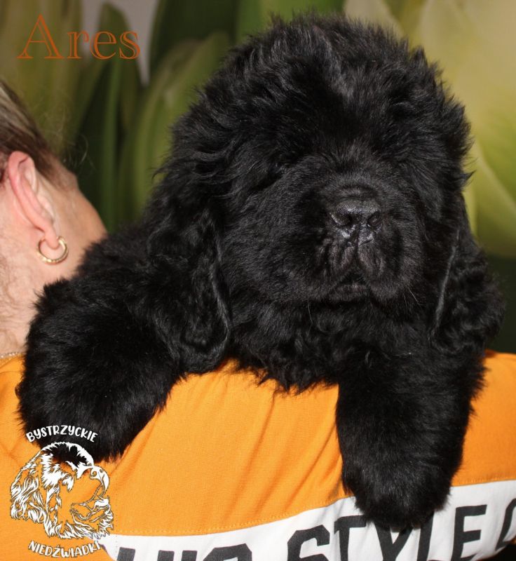 Nowofundland - hodowla