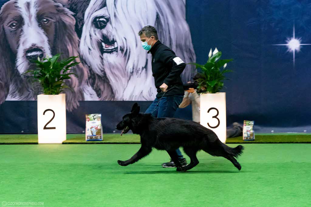 owczarek niemiecki długowłosy