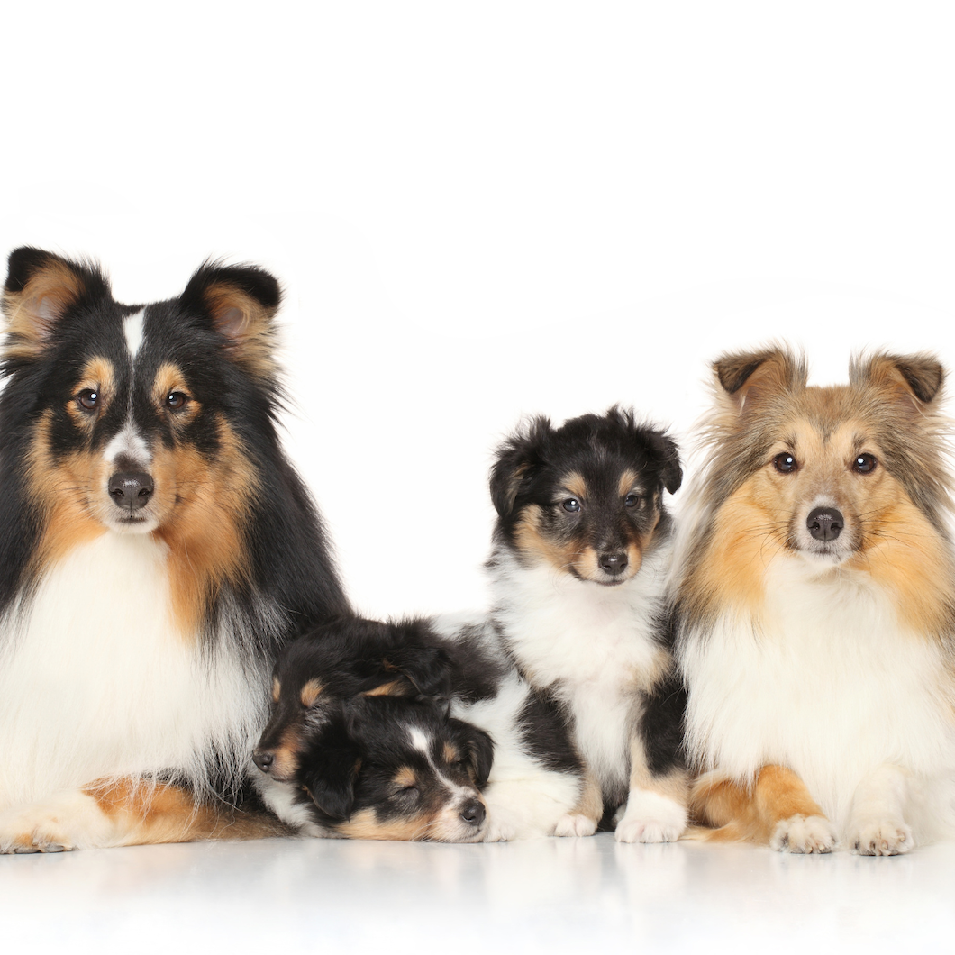 Owczarek szetlandzki