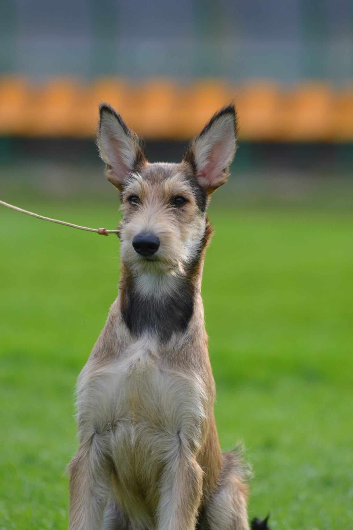 owczarek pikardyjski