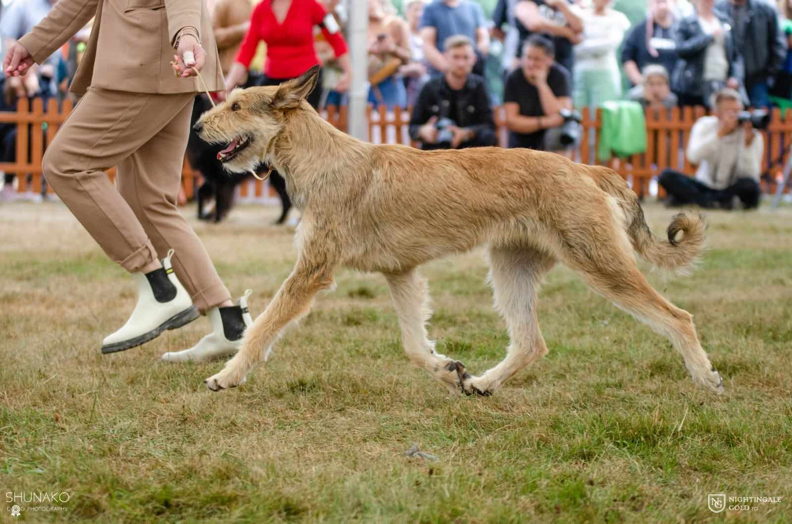 owczarki pikardyjskie