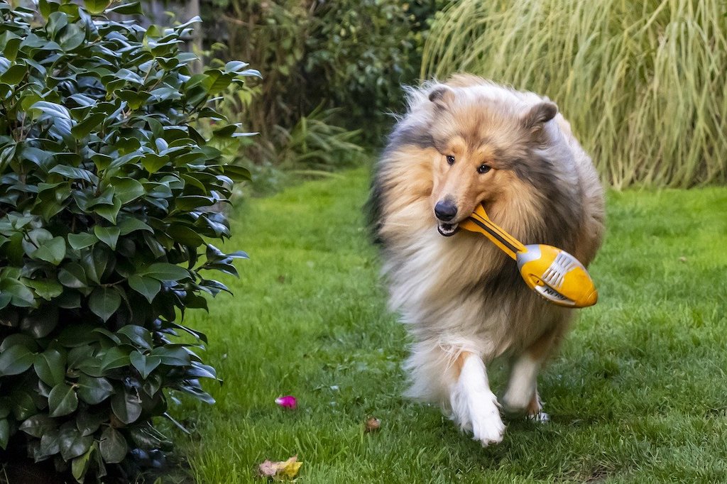 rasa owczarek szkocki długowłosy