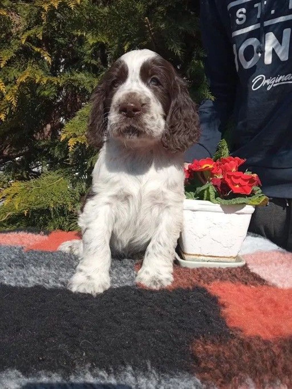 springer spaniel angielski - hodowla