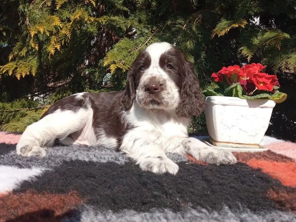 springer spaniel angielski - szczeniaki