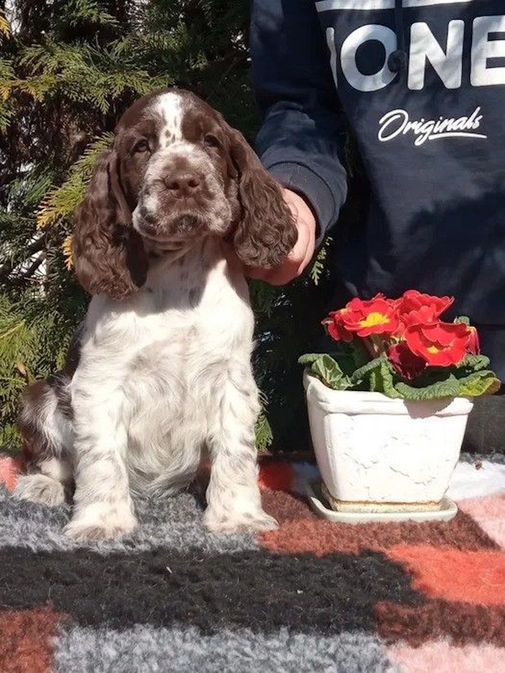 Springer spaniel angielski