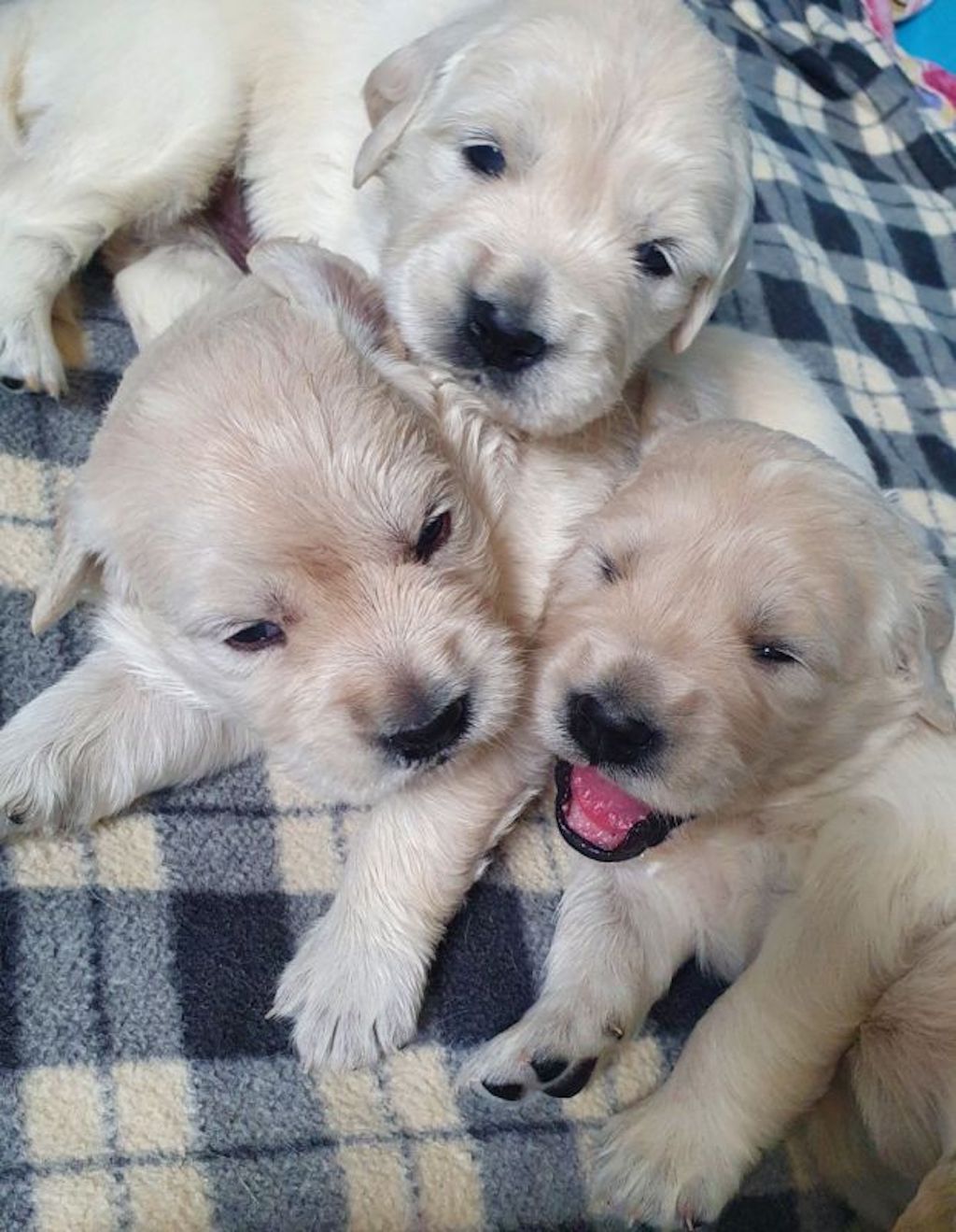 szczeniaczki Golden retriever