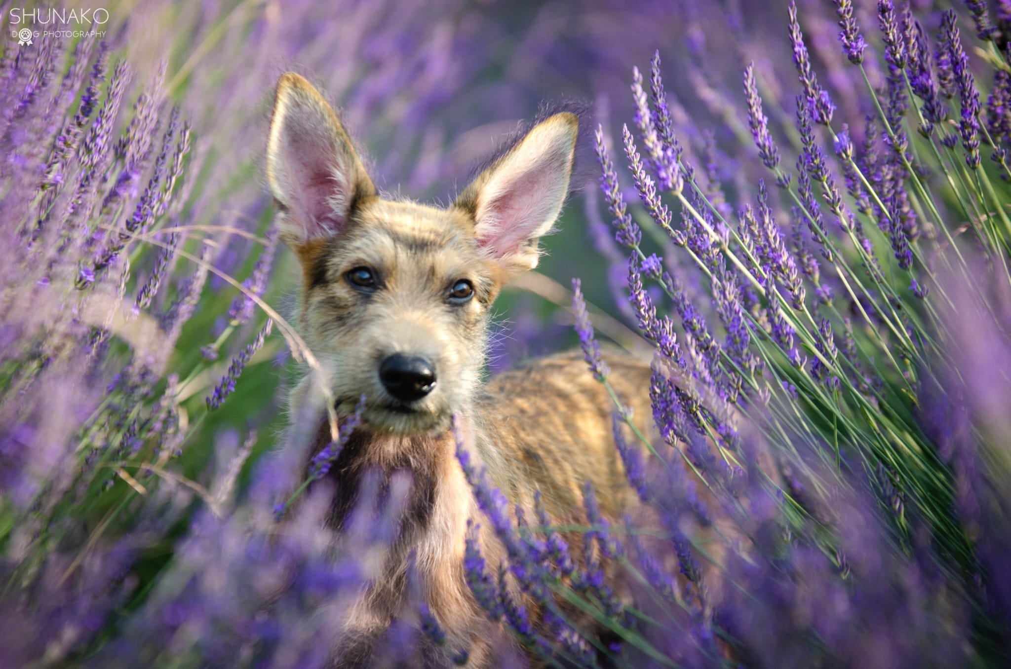 szczeniak owczarek pikardyjski