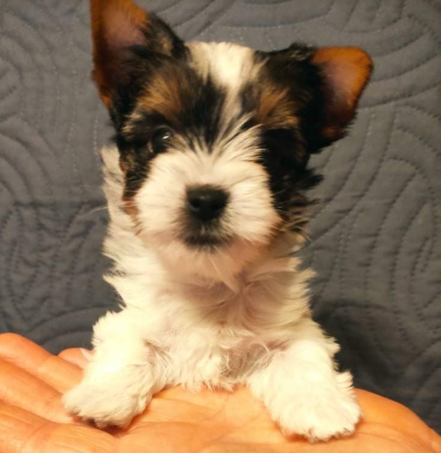 Biewer Yorkshire Terrier a'la Pom Pon