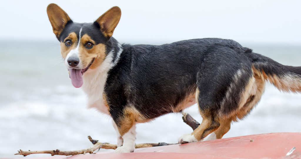 Śliczny welsh corgi pembroke na plaży