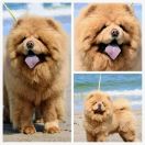 Zinedin Zolotoy Chow