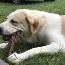 BEHEMOTH z Krainy Sanu FCI 