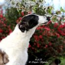 JOYFUL JUROR Impuls i Splendor