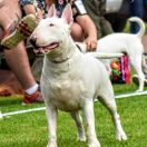 J.Ch.J.ChBŁ.Ch.Pl.Ch.MŁ. KIM z Rzymskich Legionów