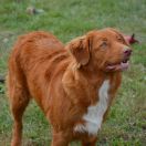 Charlie’s Angel Drew Nova Panonia