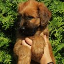 Chuck Norris Furries Family 